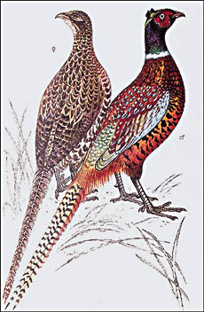 Ptarmigan is famous for its camouflage plumage