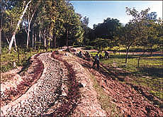 Work going on a landscaping project in the Panjab University Botanical Garden, Chandigarh