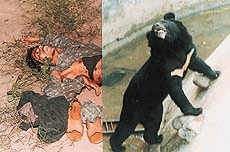 The body of the victim (left) and ''Raja'', the bear who killed him, after committing the ghastly act in the Chhat Bir zoo, near Chandigarh, on Tuesday