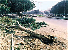 Two of the recently felled trees at the intersection of Sectors 21, 22, 34 and 35 on Dakshan Marg in Chandigarh