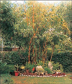 A dull corner livened up with yellow bamboo