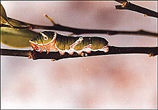 Adopt a scientific approach to get rid of pests and diseases