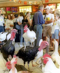 Chickens, geese and turkeys brought by angry farmers stand in a McDonald's restaurant in Salon de Provence