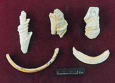 Shell bangles and other jewellery....Important historical links
