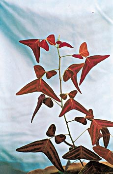 An exotic plant with boomerang leaves