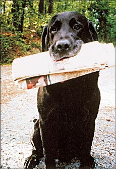 Show dog readies for action in Breed All About It