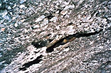 Gauri Kund