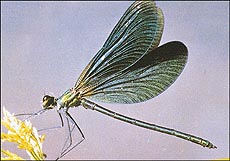 Dragonflies have large, effective eyes that can spot prey from 33 feet away.