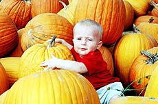 Bailey Sasse, 7-months-old, enjoys the spread of pumpkins at a farm market near Columbus