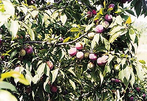 A plum tree of the variety Satluj Purple
