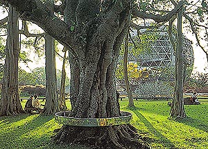 A view of Matri Mandir from the sacred banyan tree