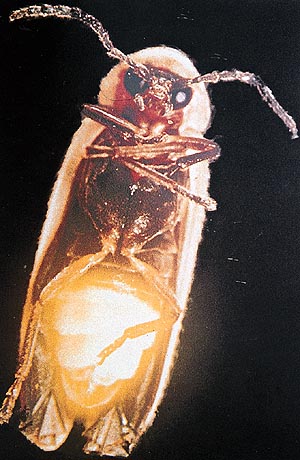 The male glow-worm Lampyrus noctiluca signals his presence by alternately switching on and off his abdominal light organs.