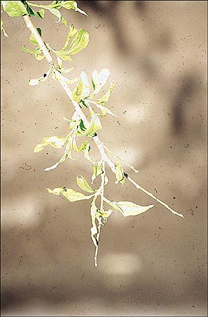 Peach leaf curl aphid retards the growth and fruit-bearing ability of the plant.