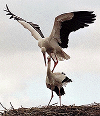 A male stork lands on its partner’s back after returning to the nest at Alcala de Henares, 30 km north of Madrid. Storks normally return to Spain in early February after avoiding the winter in warm Africa