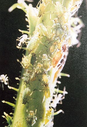 Rose aphids are among the many species of insects which obtain their food by sucking sap from plant tissues