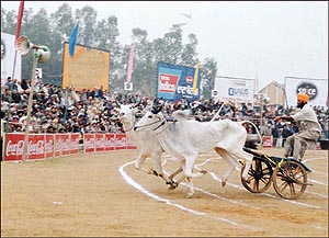 The bullock-cart race is the most prestigious event of "Rural Olympics"