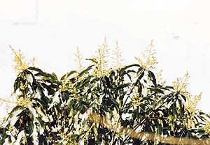 When the flower penicles emerge, it is time to spray your mango tree