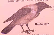The grey-backed hooded crow is a northern form of the carrion crow