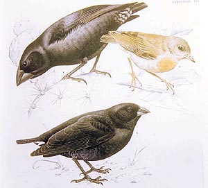 Every species has a specialised lifestyle so there is no competition among them