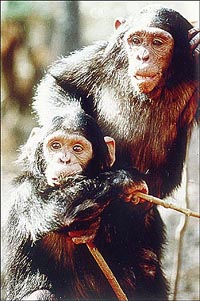 Monkey Business...Desperate efforts to preserve species.