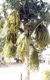 Fish tail palm is liked for its foliage
