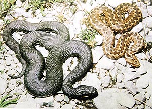 Dark and normal forms of the European adder
