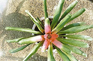 Bromeliade is among the most striking indoor plants 