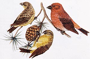 Crossbills use their bills to open cones