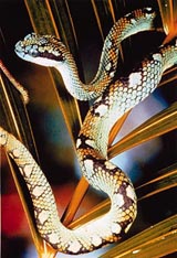 Albino Burmese python in Snakes Alive