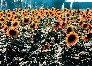 The current heat wave sweeping the region seems to have given a new lease of life to these sunflowers blooming in a field near Dera Bassi. — Tribune photo by Pankaj Sharma