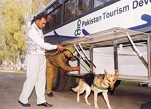 A sniffer dog being pressed into service to detect contraband 