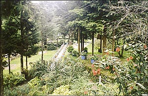 The Botanical Garden, Ooty