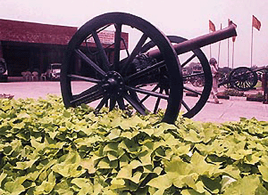 This green foliage, though a feast for the eyes, is slowly climbing its way up to the cannon in the Anandpur Sahib Foundation Complex in the city.  Photo by Parvesh Chauhan