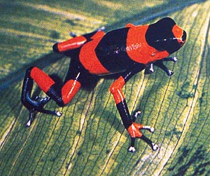 A South American arrow-poison frog