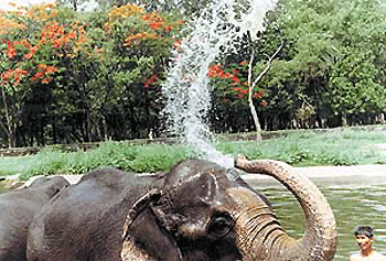 Beating the heat, the jumbo way: A Chhat Bir Zoo elephant cools itself in the blistering heat with the temperature touching 42C