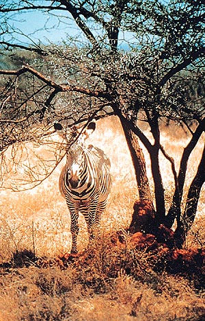 The zebra in Families In The Wild 