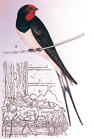 Swallows are hardy and strong birds