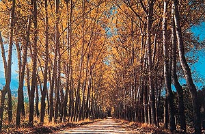 The roads in Chile are lined with shady trees