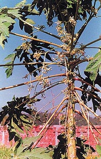 A male papaya tree