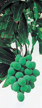 Bunch of mangoes