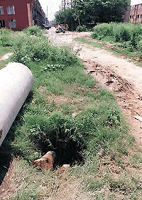The apathy of the Chandigarh Municipal Corporation  in not filling or covering manholes left at various places along Himalayan Marg almost proved fatal for this horse , who was retrieved from this virtual deathtrap in Sector 35 on Tuesday afternoon.                               Tribune photo by Manoj Mahajan