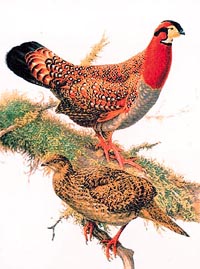 The endangered blyths tragopan