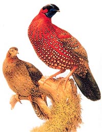 Satyr tragopan inhabits steep forests slopes