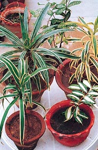Dracaenas are easy to propagate