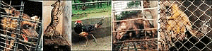 A truck-full of animals and birds from Kanpur arrive at the Chhat Bir zoo on Sunday in exchange for the tiger given to the Kanpur zoo three days back. The animals include (from left) two femals hynaes, one of the four Chinese silver pheasants, a female civet cat and one of the four common langurs