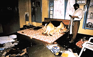 A police dog smells the trail of the killers of two labourers at Raikot in Jagraon police district Photo by Inderjeet Verma