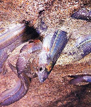 Grunions of California respond to phases of the moon by coming to deposit eggs high on the beach during spring tides