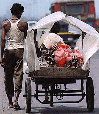 A street vender take turns riding with his plaster sculptures of gods, goddesses and political ornaments to be sold in the city in Bombay on Friday. He was out of business for several days due to tensions about the arrest of the right-wing Hindu leader Bal Thackeray and the breaking of riots that gripped India's commercial hub of Bombay