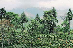 The scenic Bundla tea estate is ideal for a walk