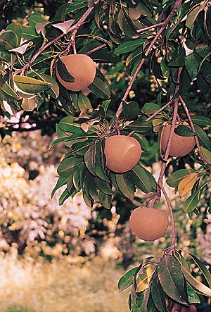 Chikoo is a delicious and juicy fruit